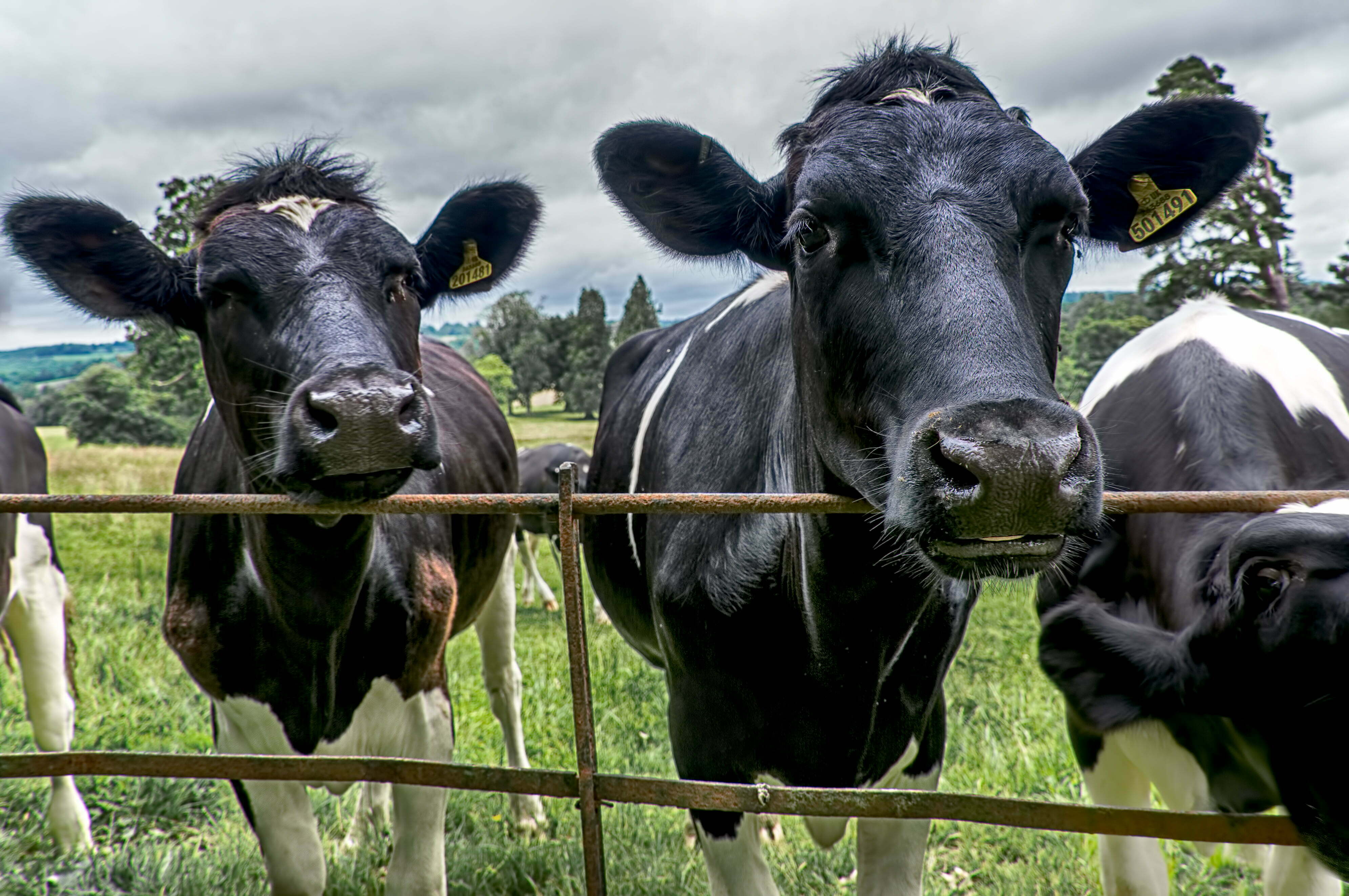 Transition Cow Feeding and Management Nutritech