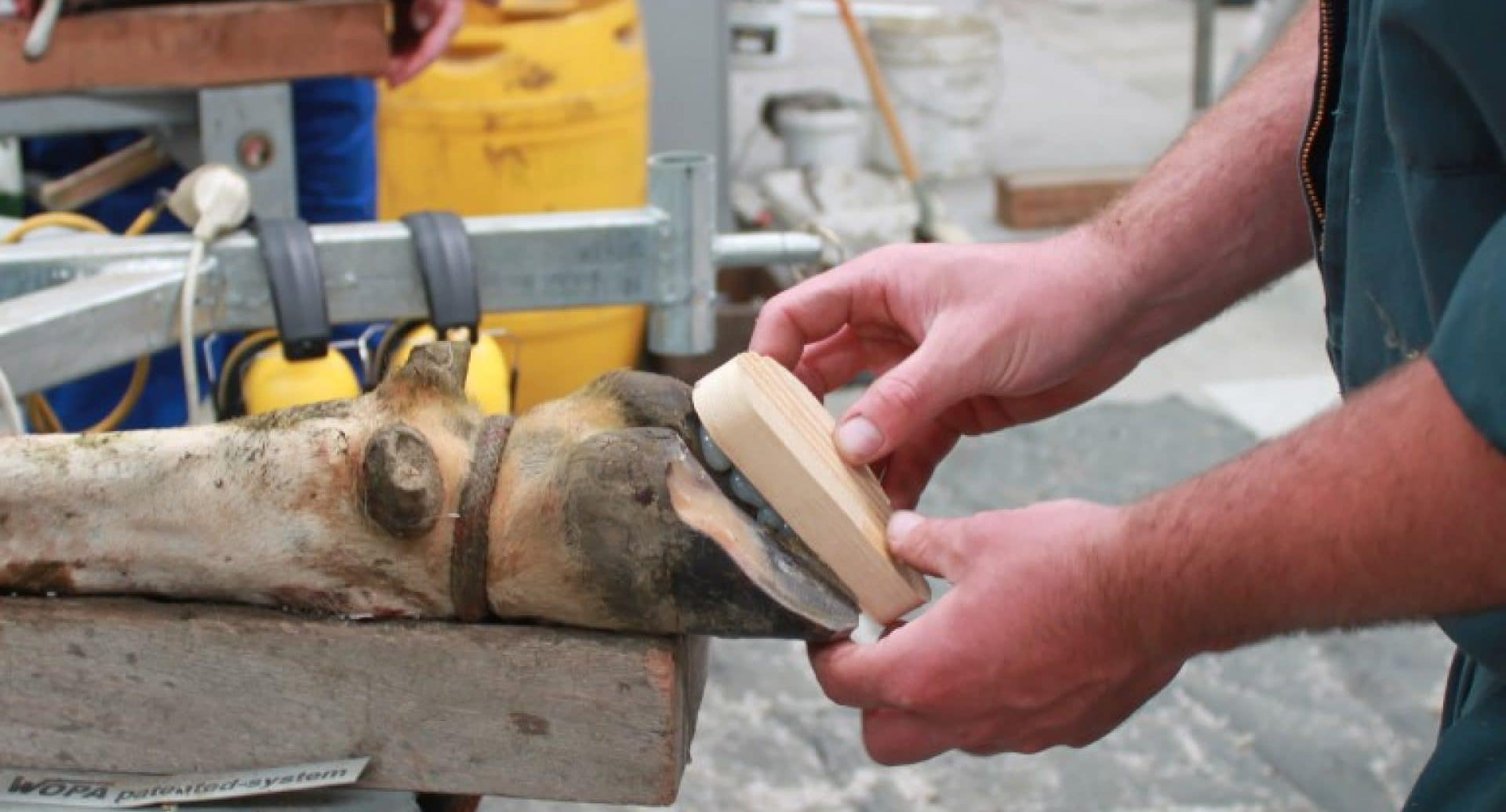 Biotin and its role in improving hoof health. Nutritech