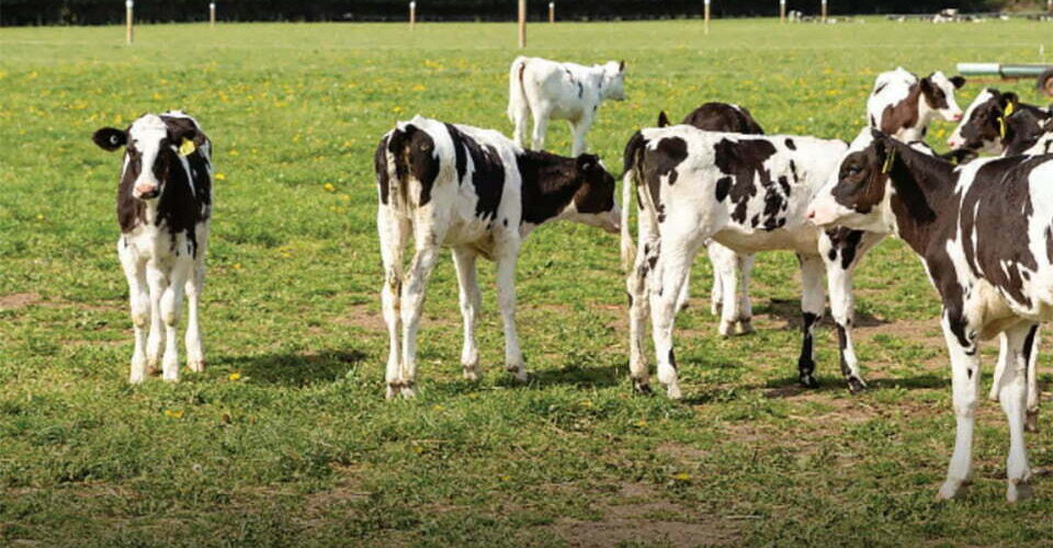 peter-calves-photo
