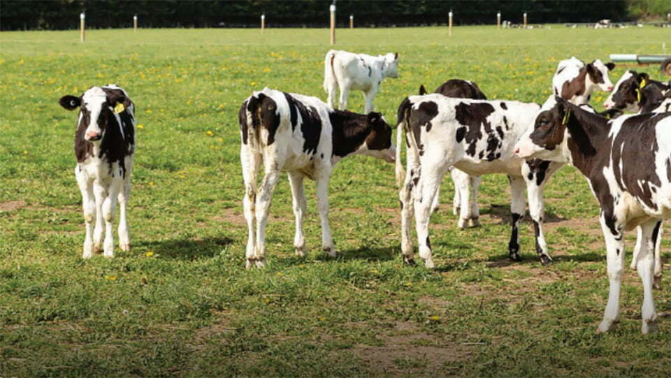 peter-calves-photo