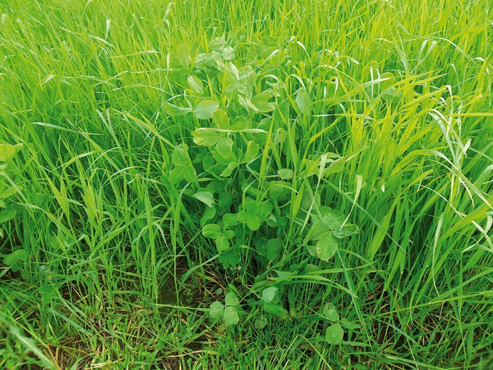 herbe