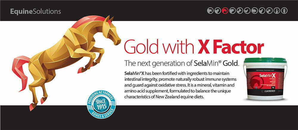 Equine-Solutions