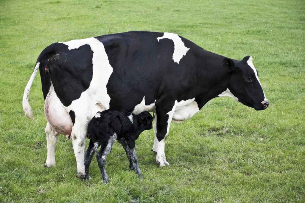 Cow and calf