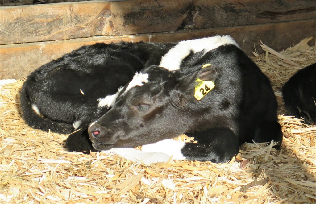 Cow sleeping