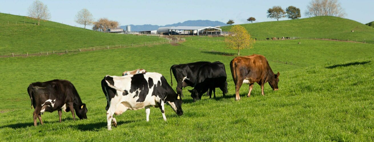 Cows