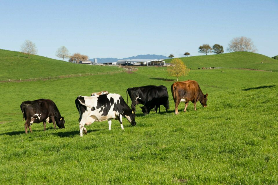Cows