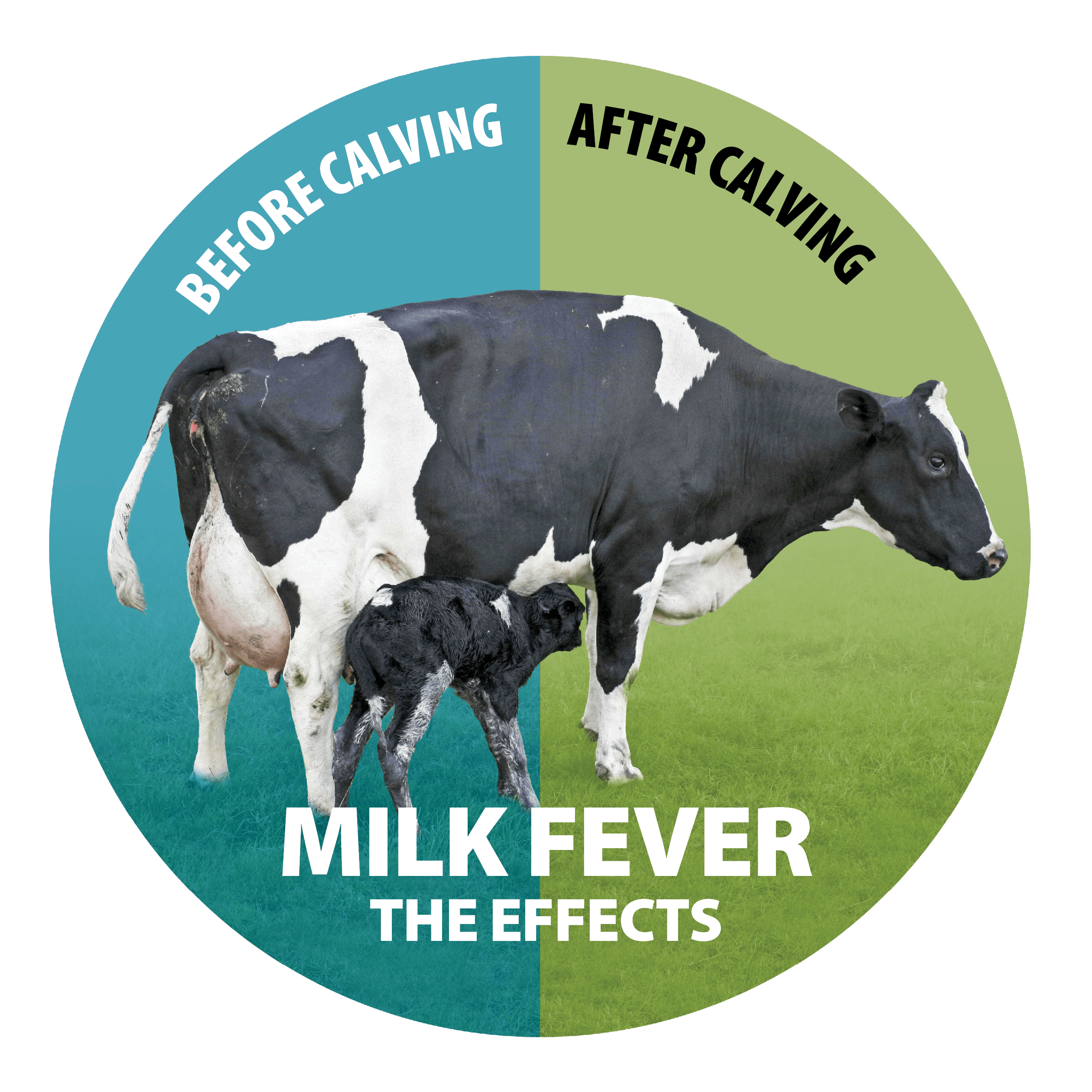 Most farmers miscalculate the cost of Milk Fever to their business
