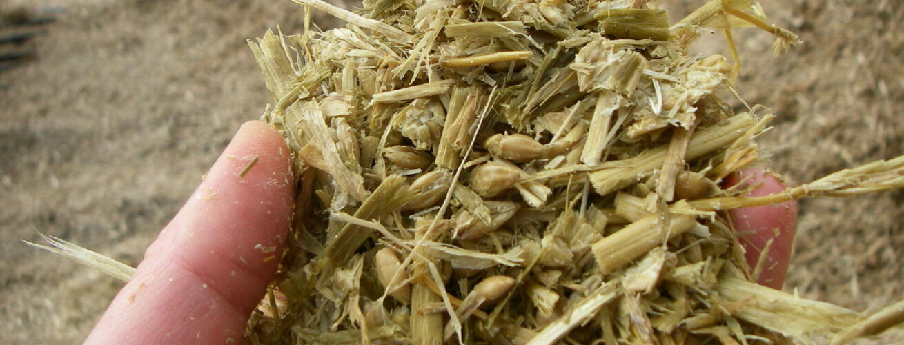 handful cereal silage