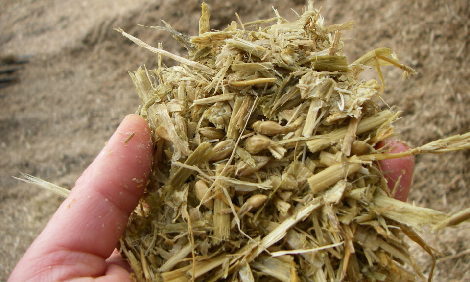 handful cereal silage