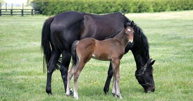 picturemare and foul