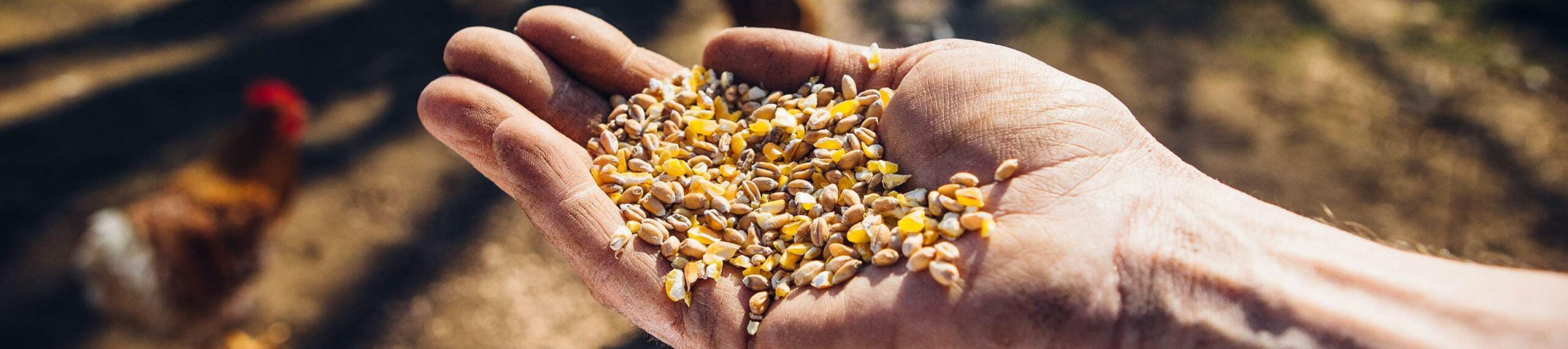 mycotoxins 1