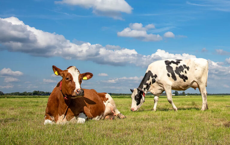 Optimising Dairy Operations: A Comprehensive Guide to Dry Cow ...