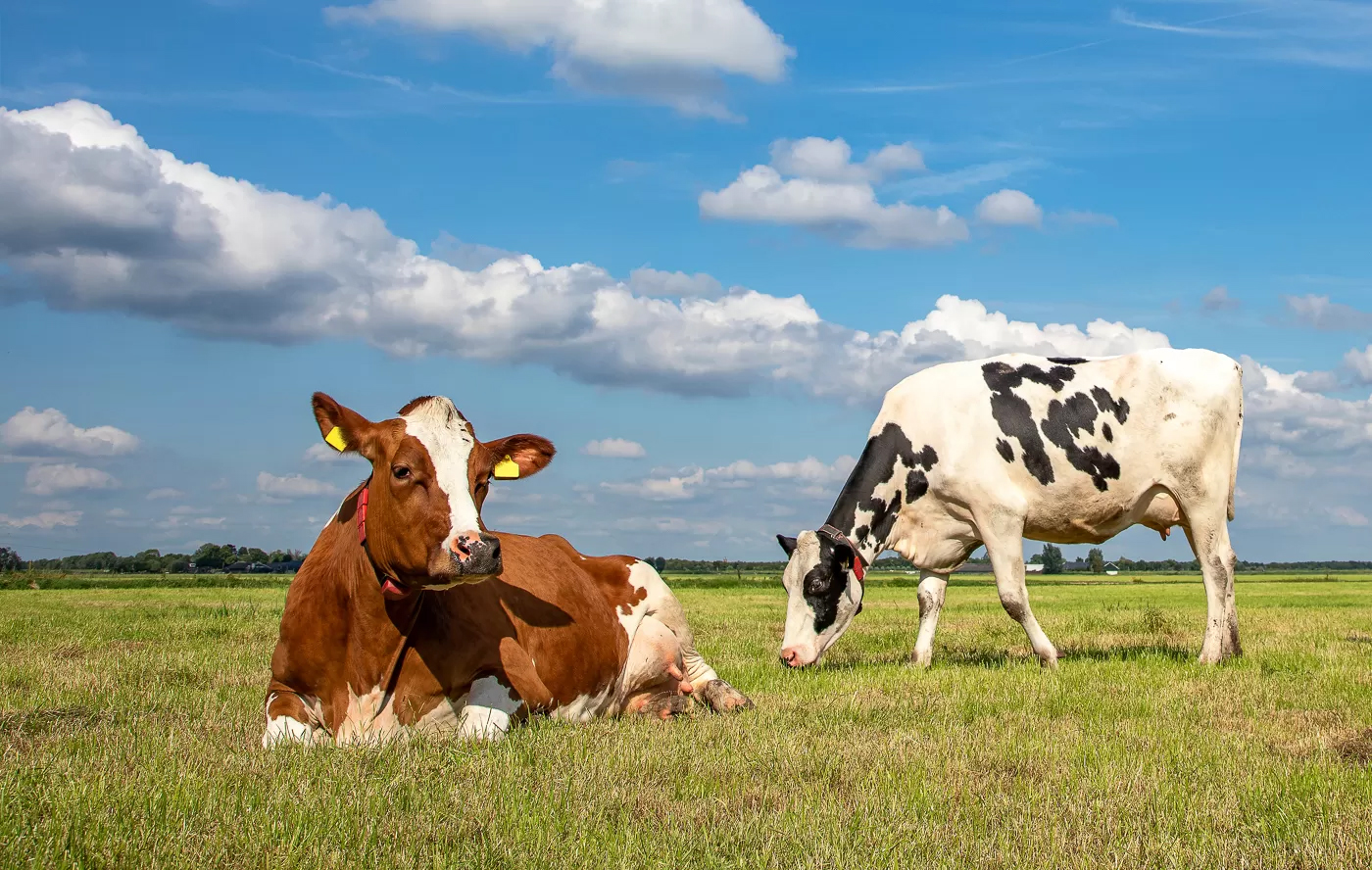 dry cow image