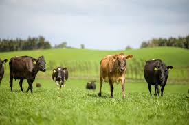 picture 3 dry cows