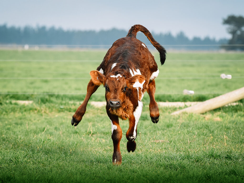 calf jumping