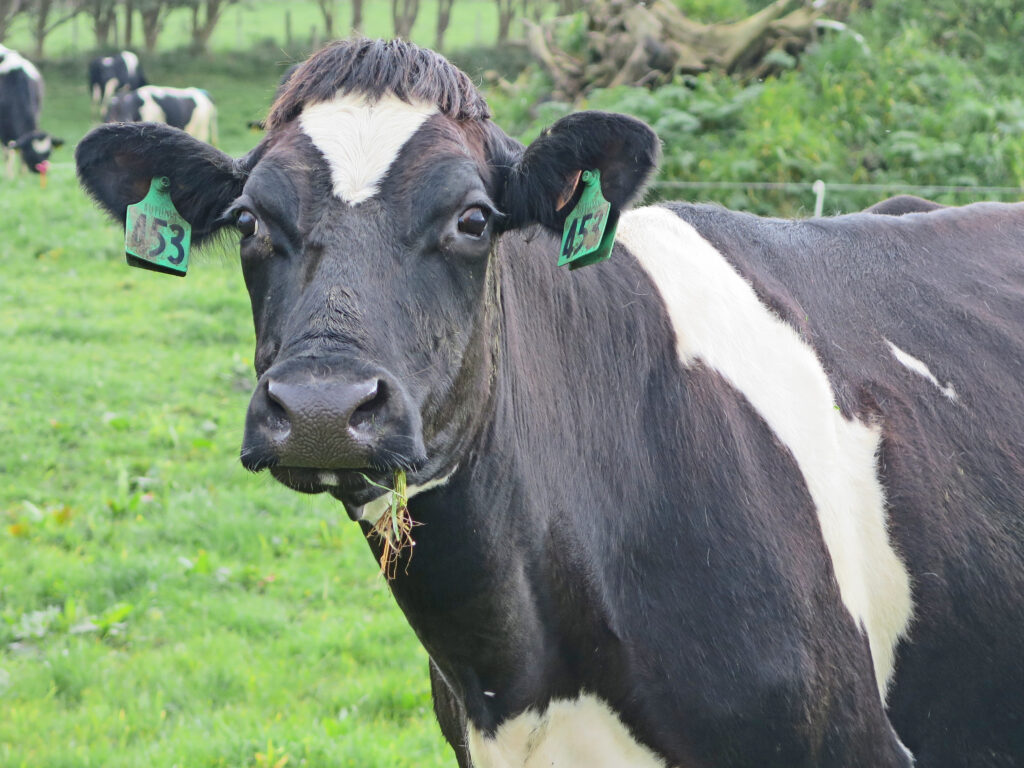 cow 1