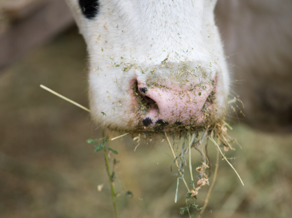 close,up,of,cow,muzzle,eating,hay