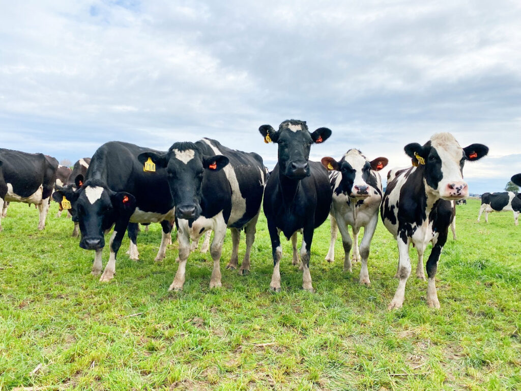 autumn herd