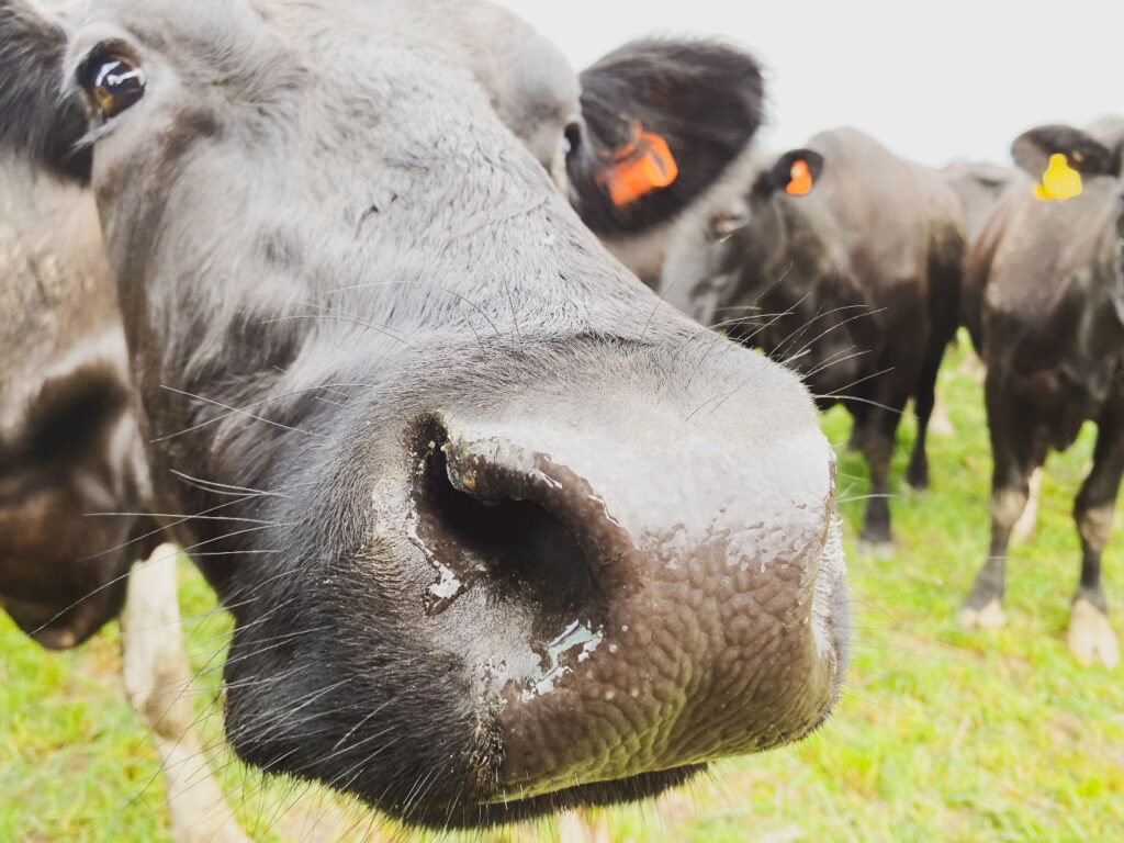 cow health
