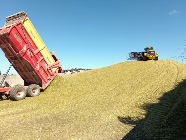 maize harvest