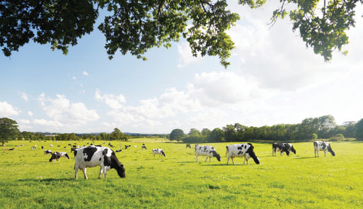 dairy cow