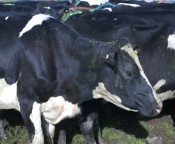 image004
