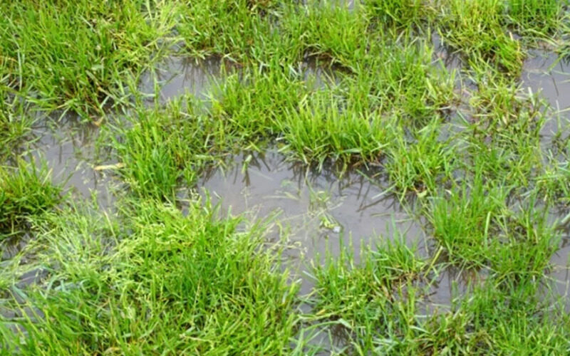 flood grass