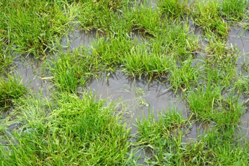 flood grass