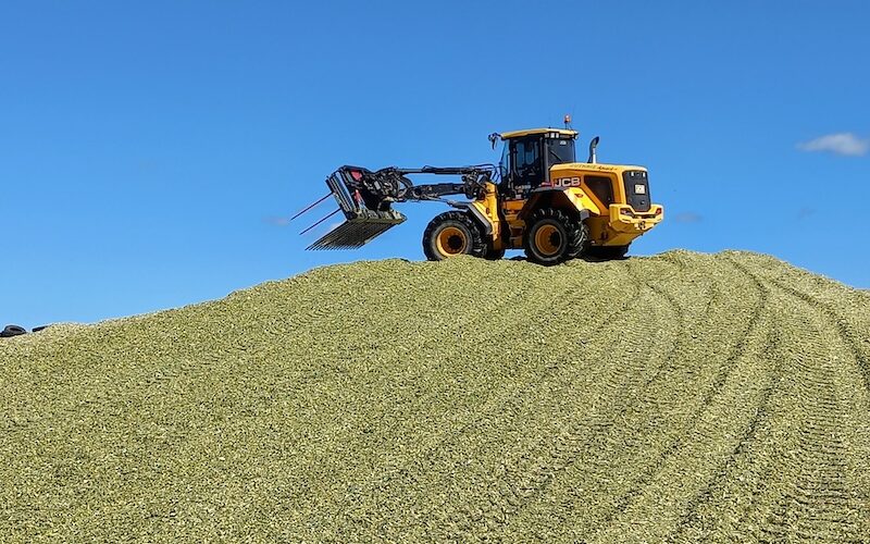 maize harvest