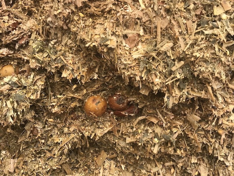 kiwifruit maize silage