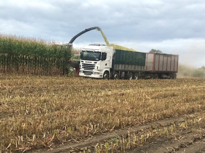 tirau maize