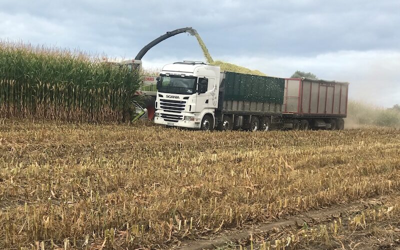 tirau maize