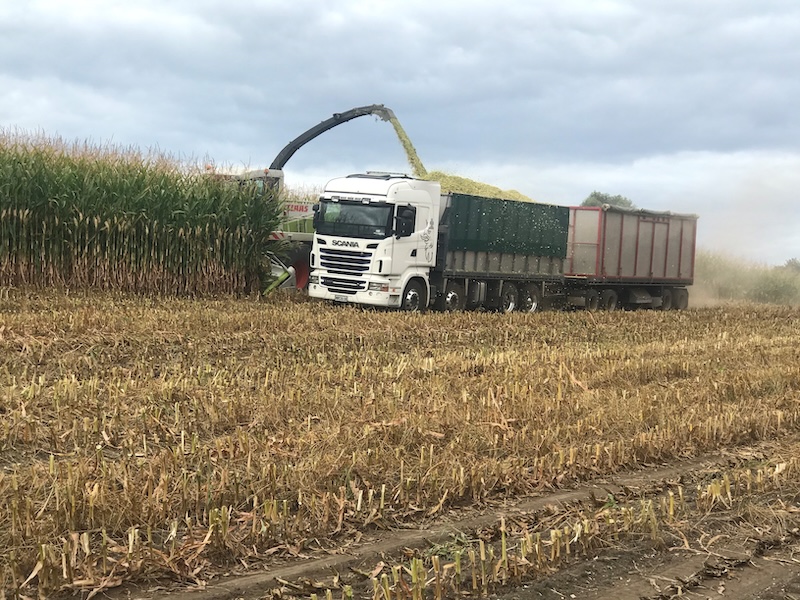 tirau maize