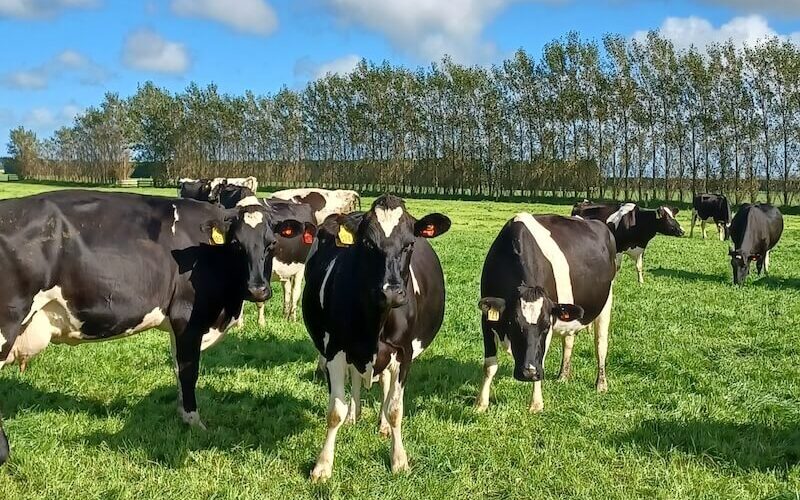 cow in paddock hero