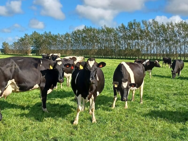 cow in paddock hero