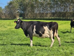 cow internal
