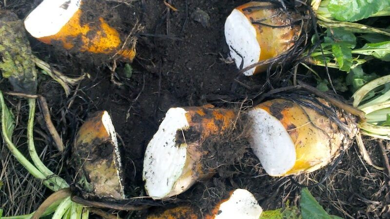 fodder beet