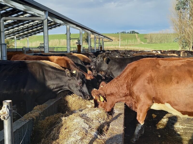 cows eating springer