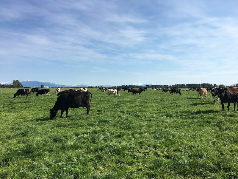 cows in field