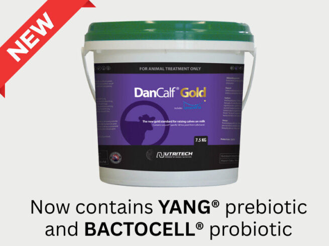 dancalf gold
