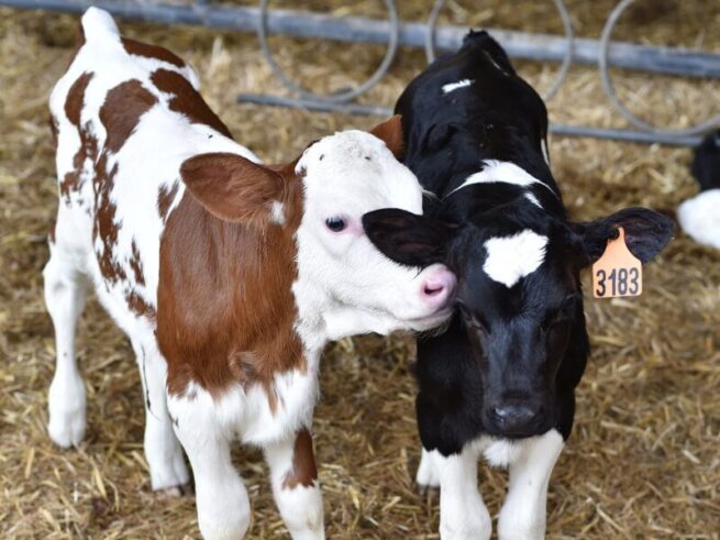calves products