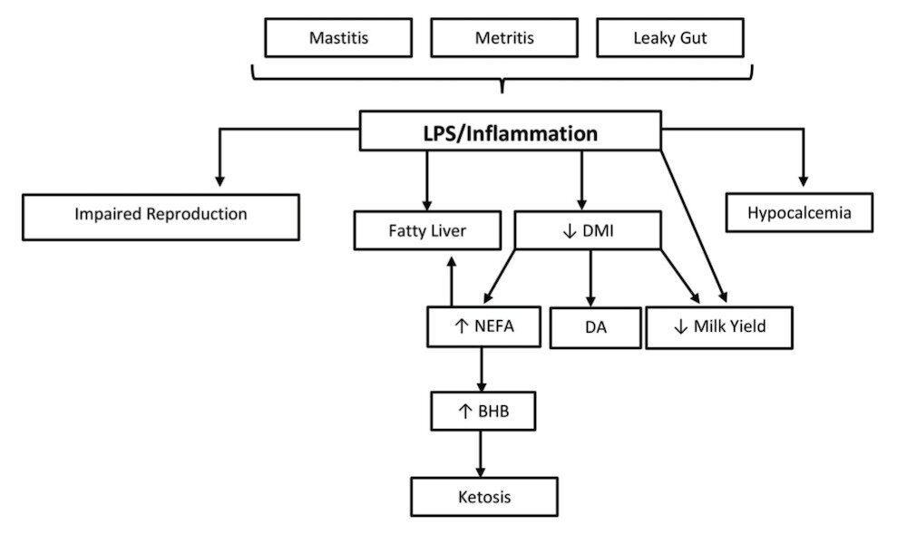 leaky gut chart