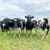 leaky gut Calves