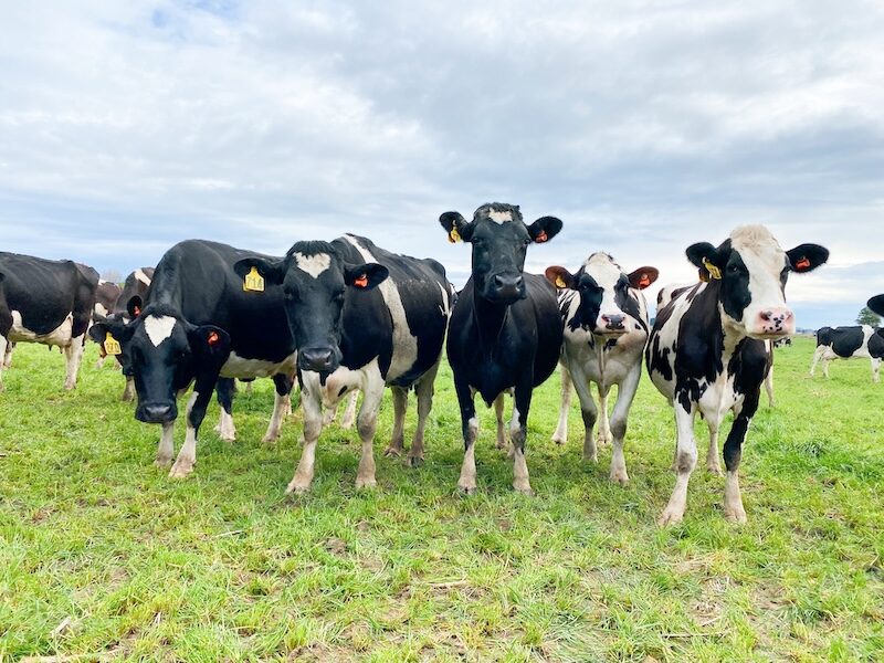 leaky gut Calves