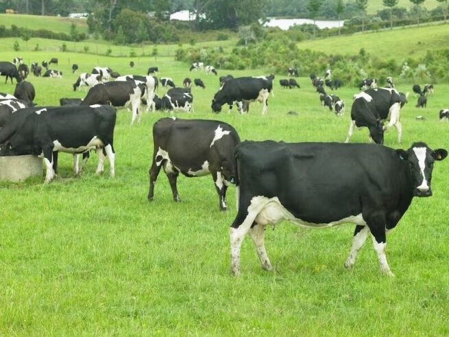 grazing cows
