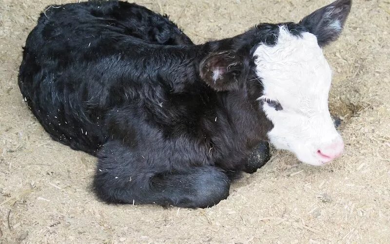calf