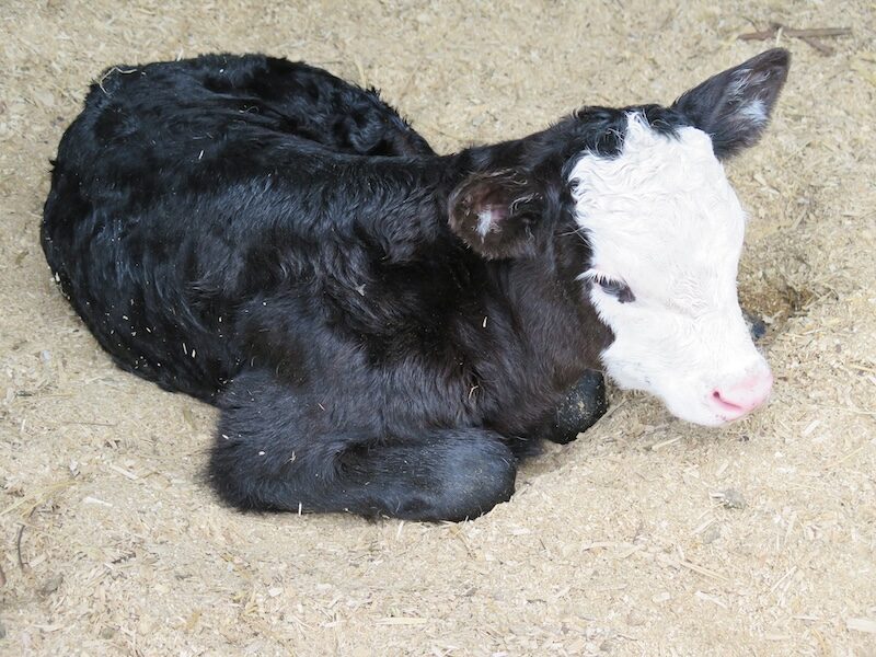 calf