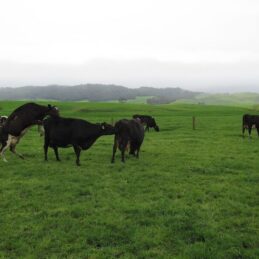 cows paddock mating