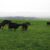 cows paddock mating