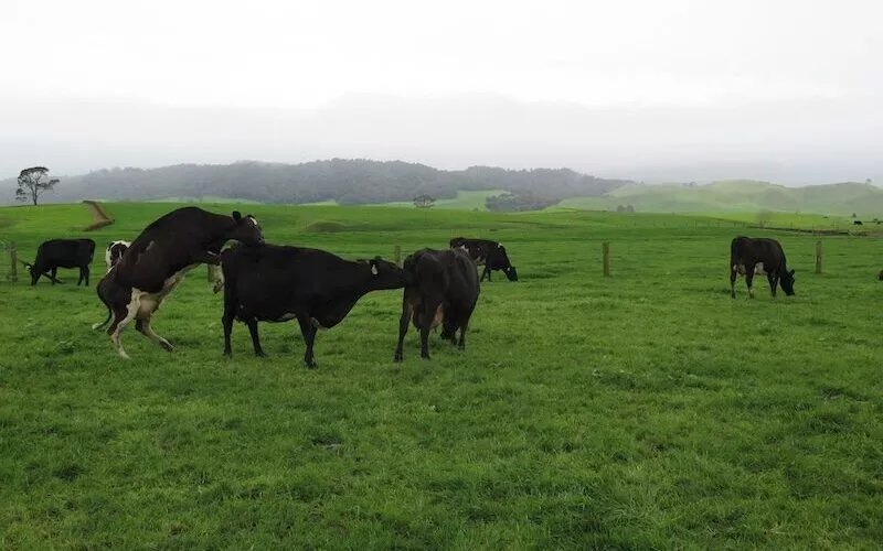 cows paddock mating